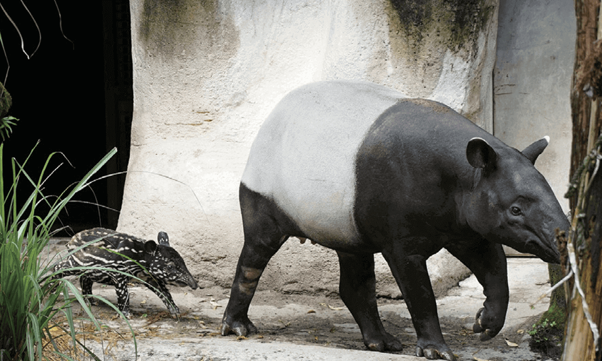 一探台北市立動物園的百年轉變，從娛樂場域邁向保育基地之路