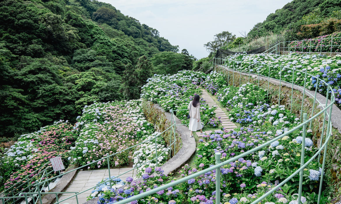 台北北投階梯式繡球花田，「大梯田花卉生態農園」改造品牌新識別，產地視覺與味覺雙饗宴