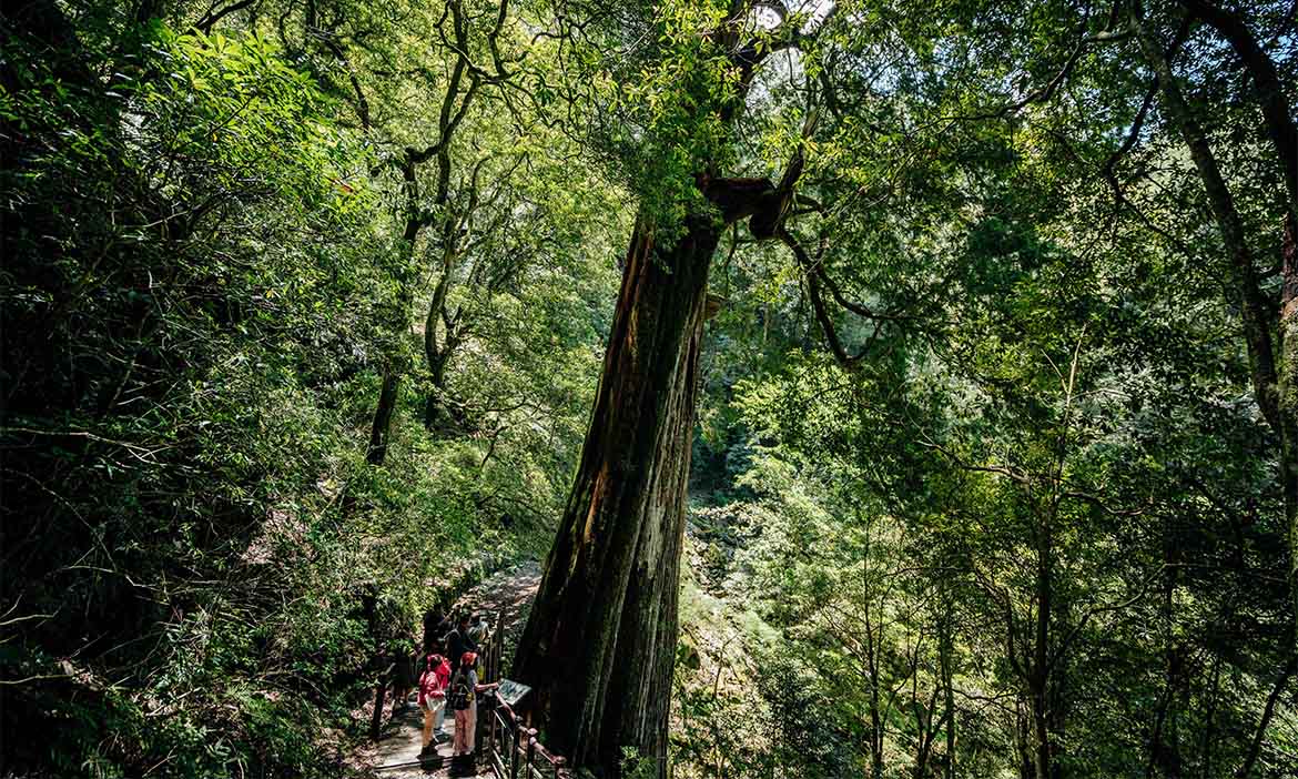 重返林業現場，從台中大雪山森林到東勢林業文化園區，走讀山林生態樂園