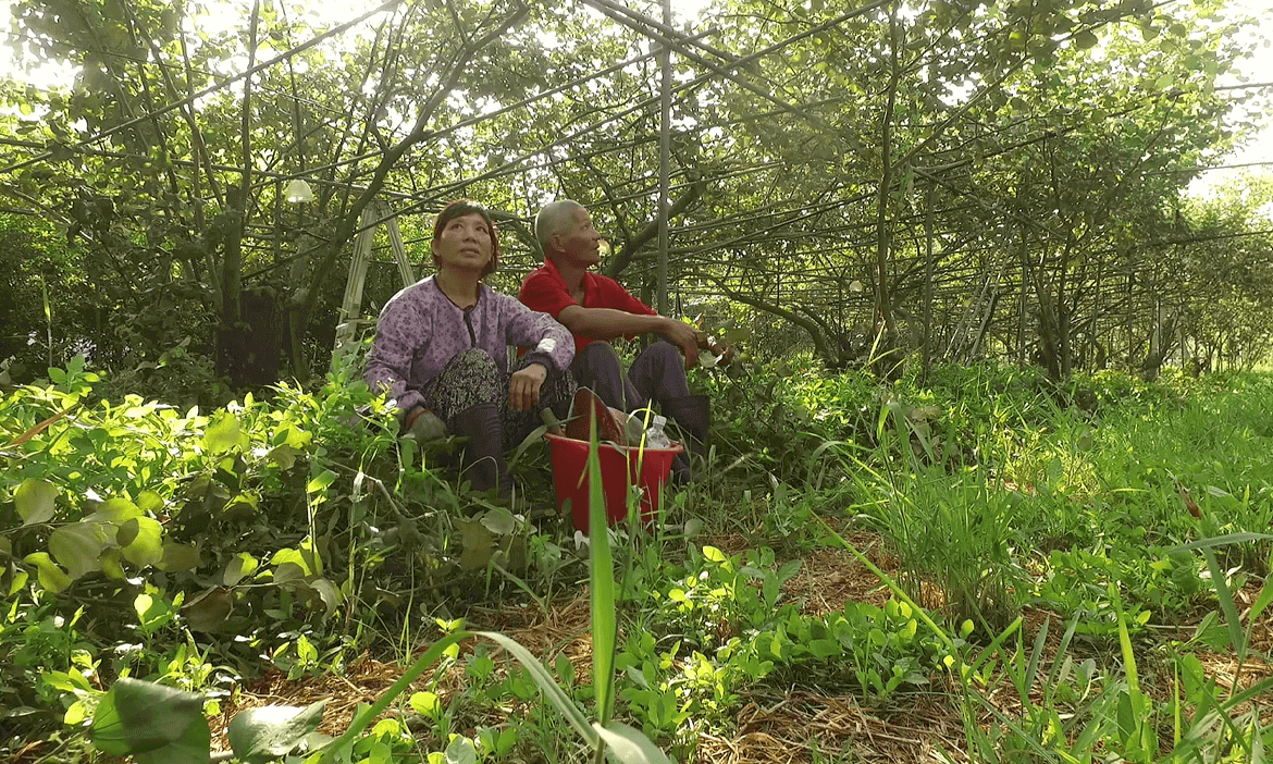 喚醒土地的生命力，從《無米樂》到《種土》8年記錄熱血農人的現實打擊