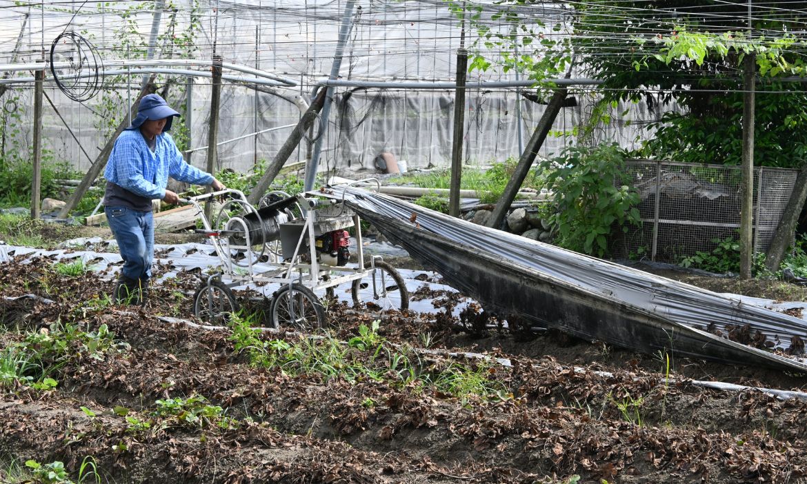 南投草莓農家來示範 農膜回收省力又環保