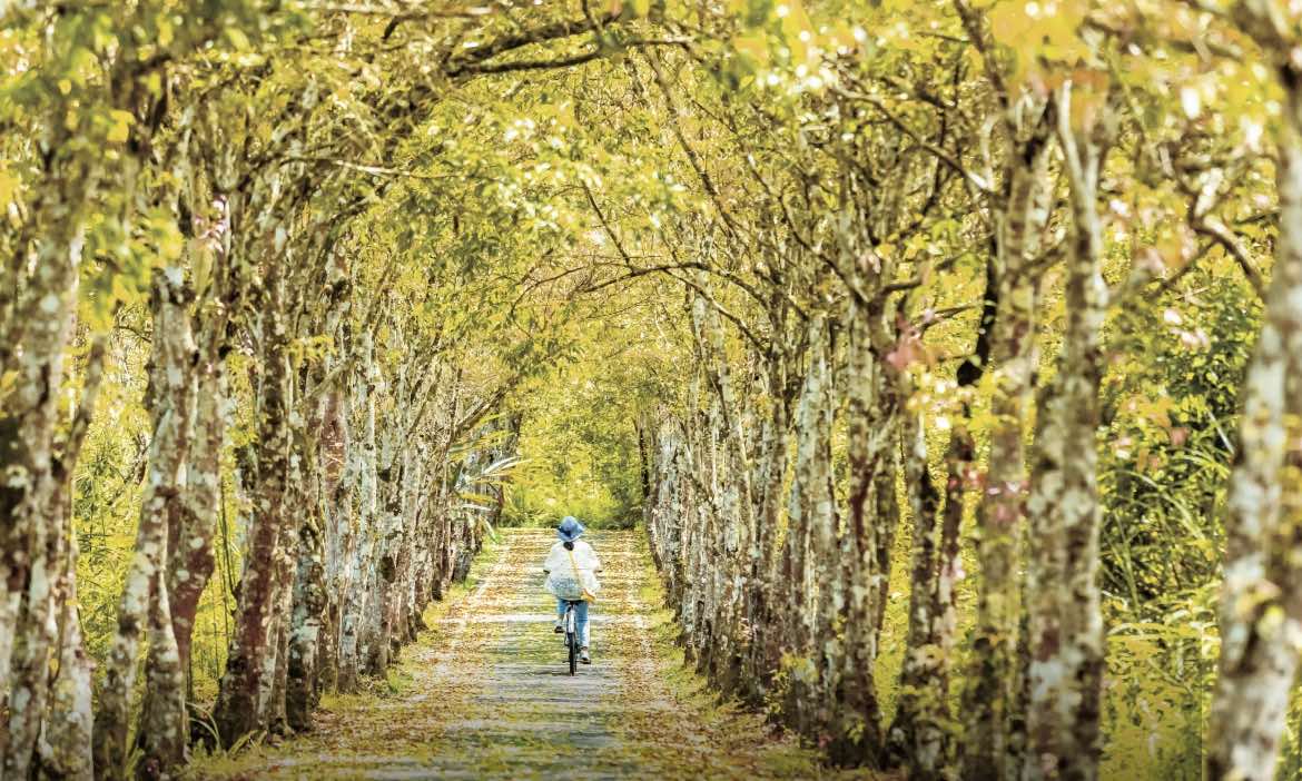 花蓮單車輕旅行提案｜精選6條自行車道、順遊景點推薦，秋遊盡享自然景致