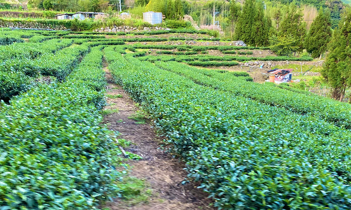 最年輕的高山茶鄉，新竹尖石鄉新推出「仙萃茶」，品一口山林秘境間的繚繞茶香