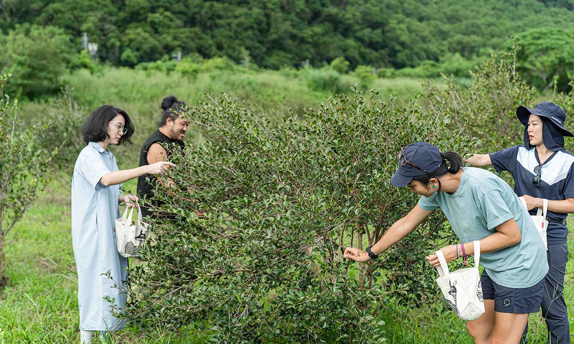 宜蘭朝陽一日散策｜前進大南澳採茶籽、咖啡園攀樹，體驗漁港搶魚打開山海療癒之旅