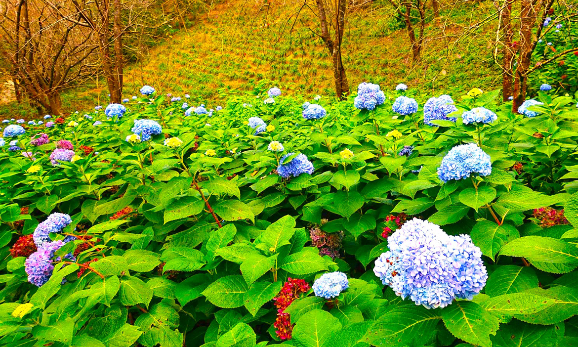 邂逅台中四季花海！冬日賞外埔忘憂谷波斯菊、油菜花美景，后里中社花市全年盛放