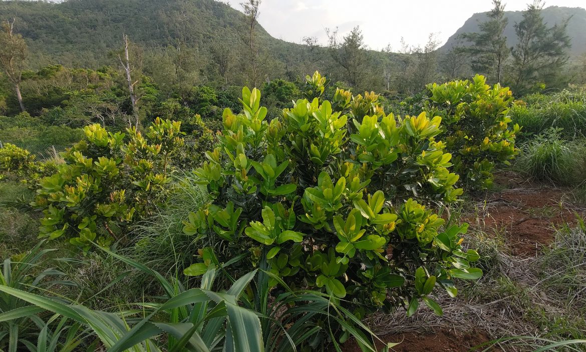 從綠島到蘭嶼，展開生態保育計畫 共築永續島嶼生態系統