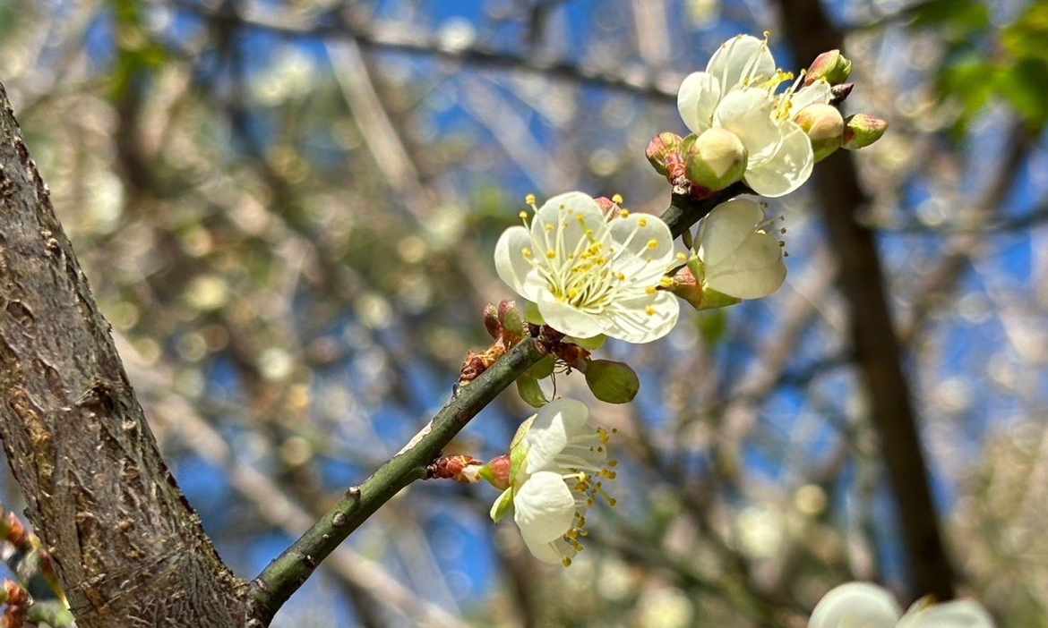 探索冬季北橫之美，2025桃園角板山梅花季登場！霹靂布袋戲首現梅園
