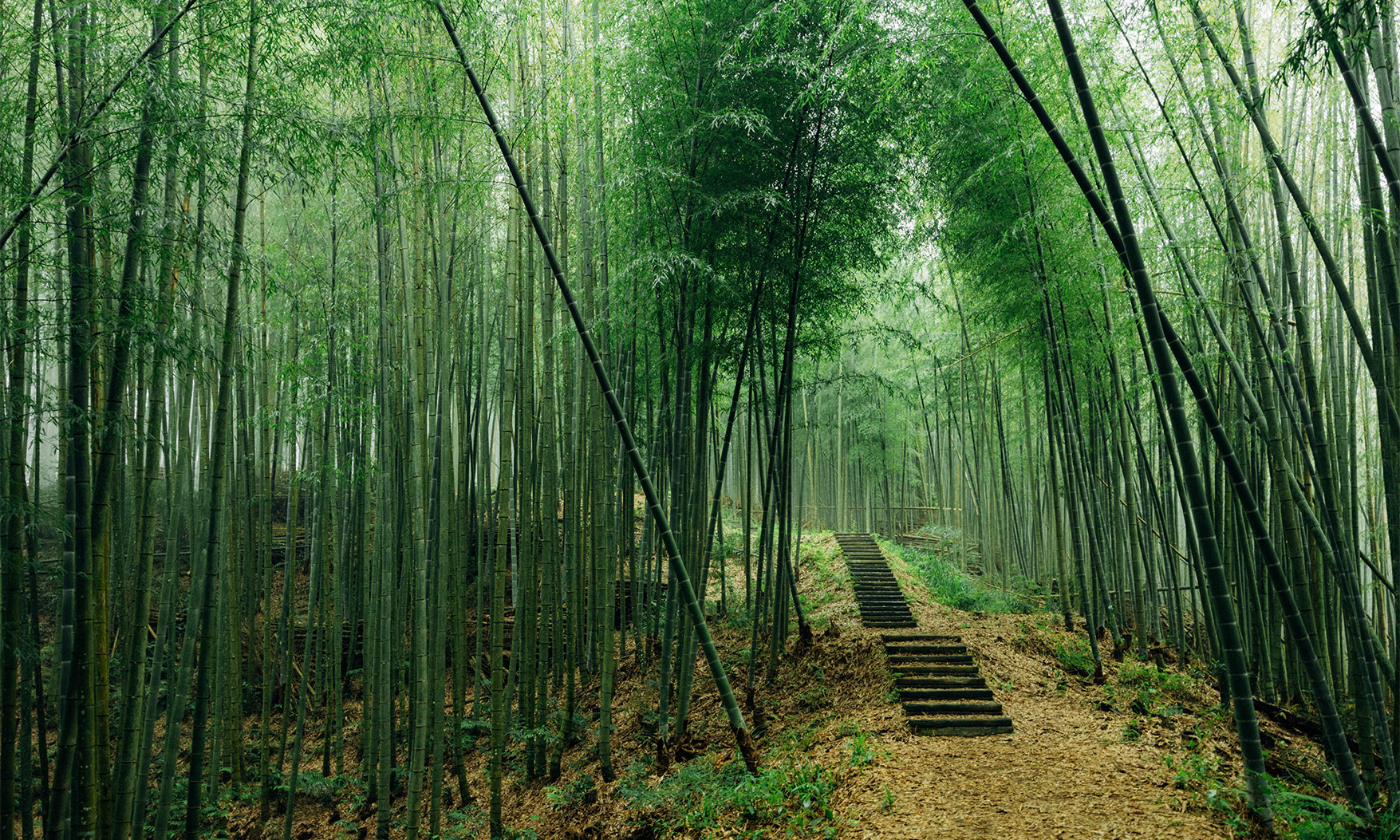 緩步雲林古坑竹生活，「草嶺石壁森林療癒基地」用竹筒烘咖啡，徜徉竹棚下與大自然相談