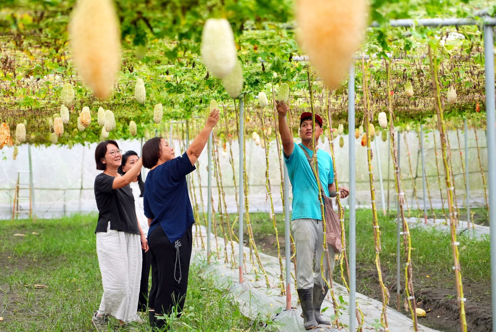 光合菌的社區突圍 大武山基金會 陪農民走上農業減碳之旅