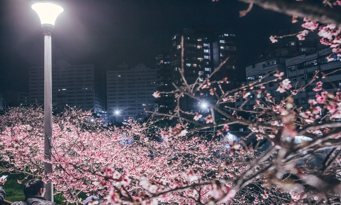 2025樂活夜櫻季｜散步台北內湖樂活公園仙境，星月之夜浪漫賞櫻、迪士尼公主花卉造景
