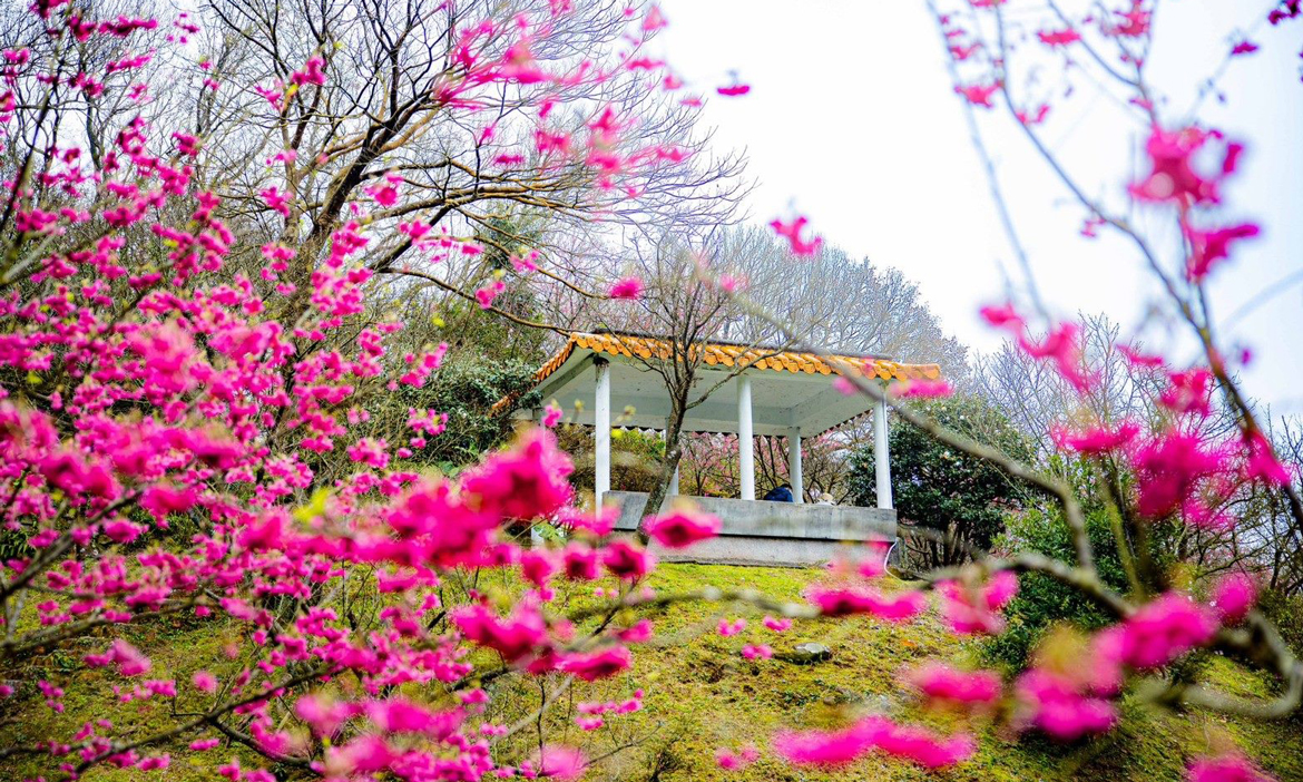 2025陽明山花季一日遊｜櫻花美景結合迪士尼公主童話場景，賞花時間地點與交通資訊整理