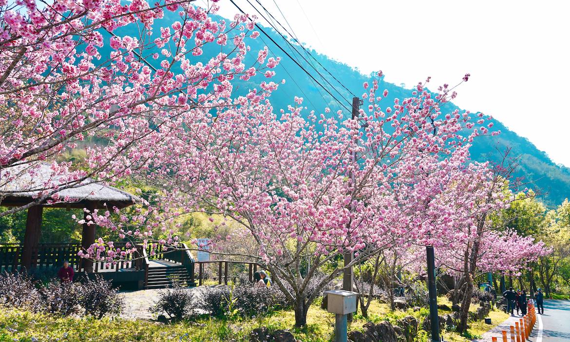 2025阿里山賞櫻景點7選，搭百年蒸汽賞櫻列車出發，走步道收穫春日風景