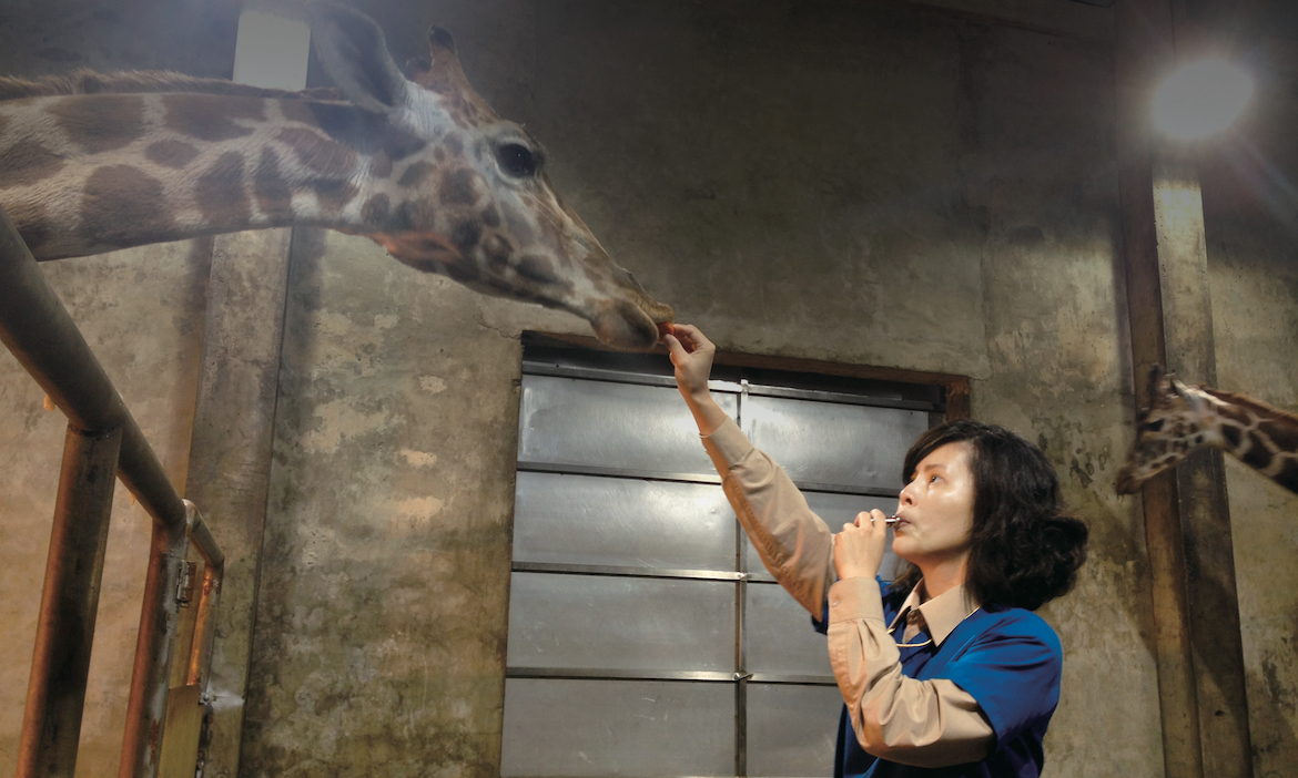 如何幫長頸鹿剪指甲？和猩猩鬥智打麻醉？膽大心細的野生動物獸醫師來解答