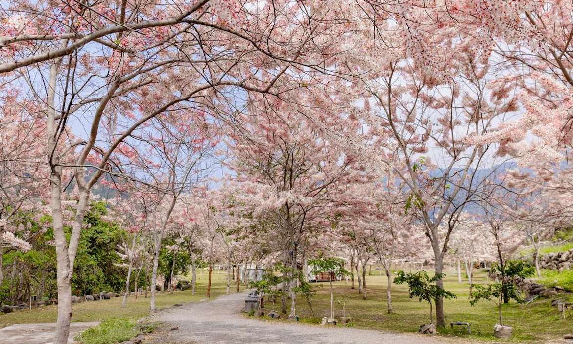 2025花旗木花季｜精選全台6縣市16個欣賞粉紅花海景點推薦，期間限定的春日美景