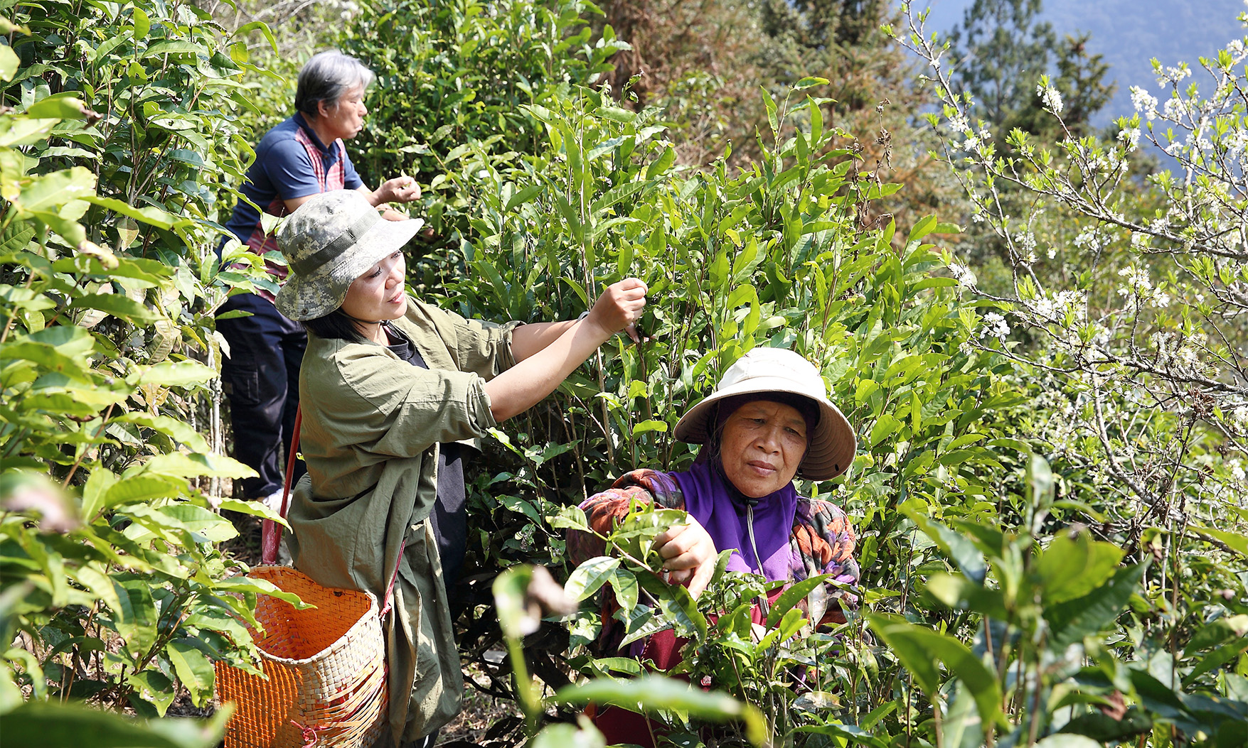 滿滿山林元氣「茶香檳」，高雄寶山部落自釀康普茶，桂花刺蔥籽、玫瑰洛神果綻放甜香