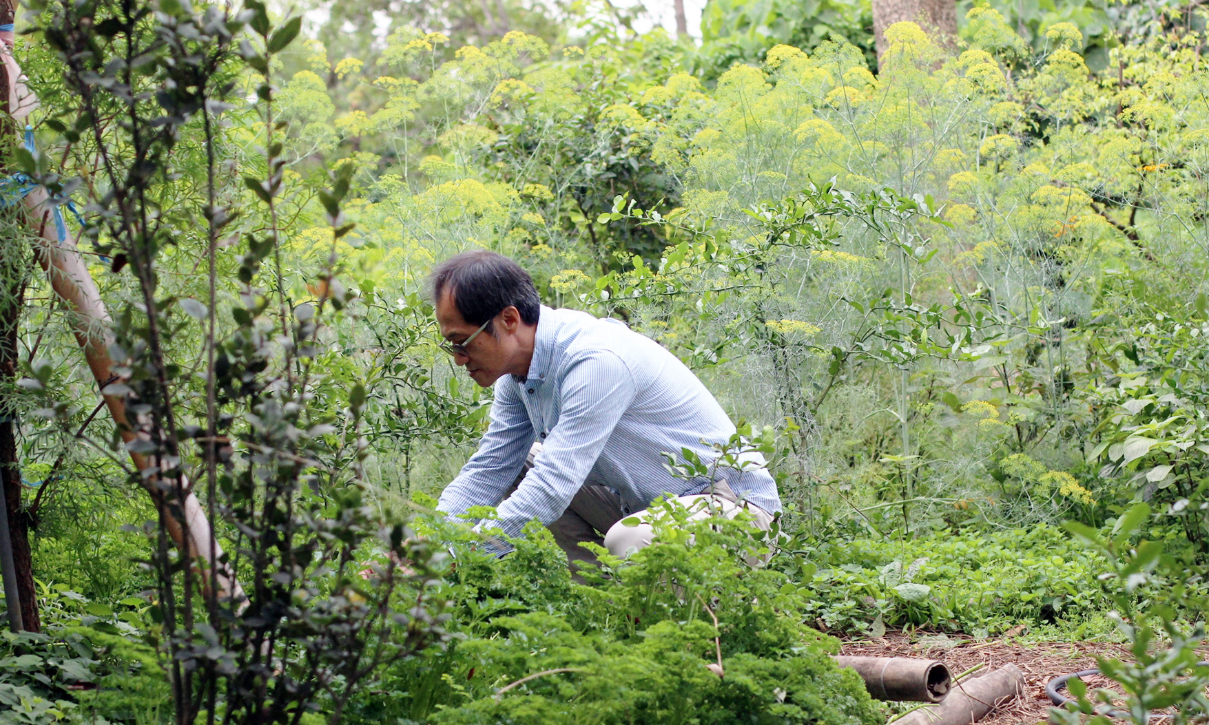 島嶼上的香草寶｜高雄大樹「雅植歐洲香草園」將植株芬芳端上餐桌，種出南方香氣新路