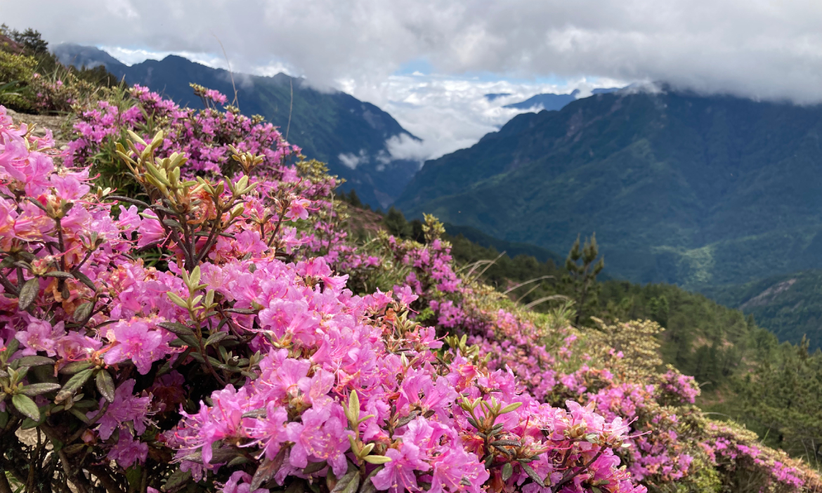 新手級合歡山群峰｜探訪東峰雪場遺跡，北峰踏雲踩霧賞壯麗山景、滿布盛放紅毛杜鵑
