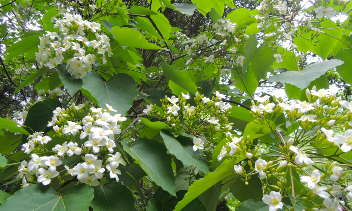 台北賞花景點推薦｜出發親山賞五月雪美景，六條賞油桐花步道與交通資訊一次看