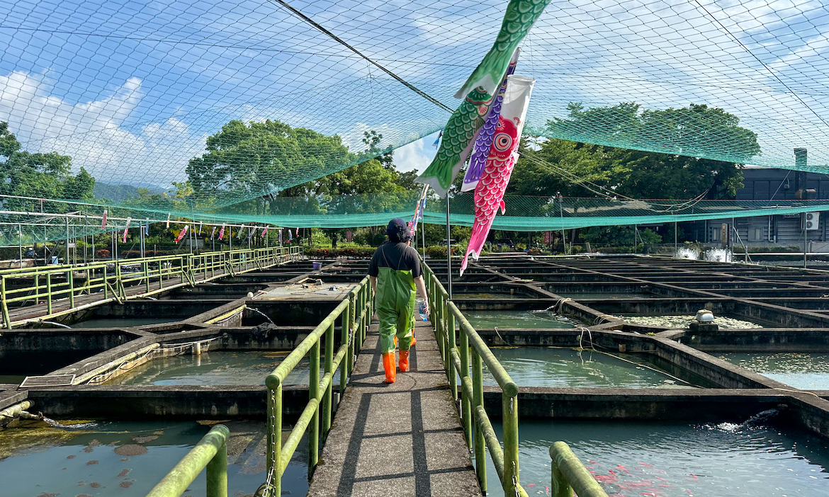 一日漁工體驗！到宜蘭員山八甲休閒魚場體驗季節限定的鮮味，香魚採收現場全直擊