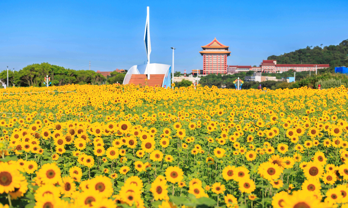 台北賞花景點｜大佳河濱公園向日葵花海，金黃美景燦爛到9月底，交通資訊懶人包