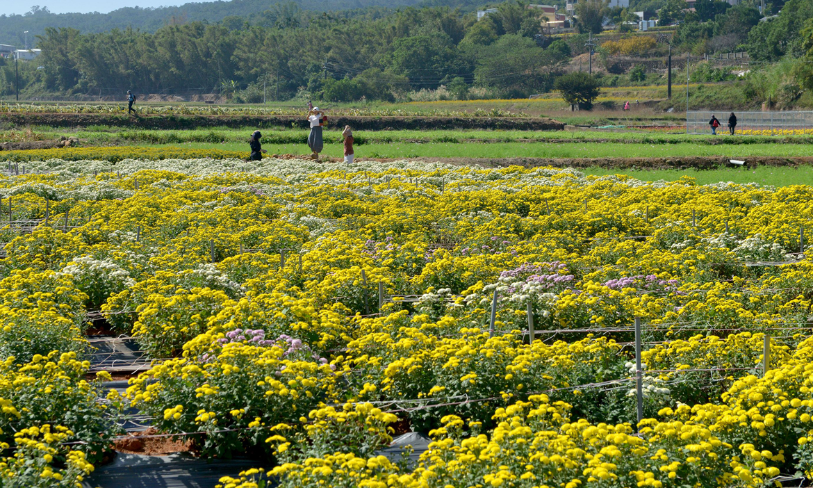苗栗銅鑼11月賞杭菊花海！2025銅鑼杭菊生活節、杭菊芋頭節接力登場，活動與交通資訊一次看