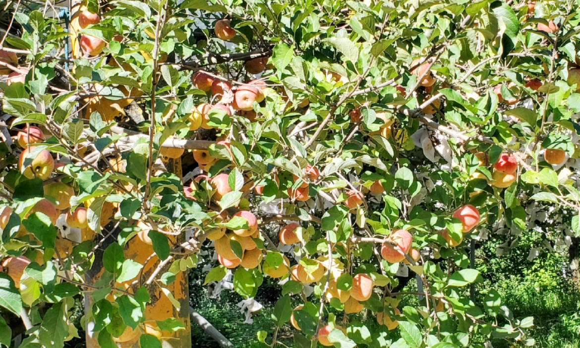 台中梨山蜜蘋果正當季！來一顆自然農法種植的「花惠蘋果」，品台灣獨有的脆甜滋味