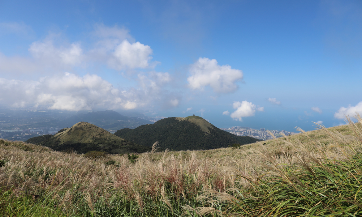 赴一場陽明山金黃芒草饗宴，台北大縱走從二子坪、小油坑到風櫃口盡享美景