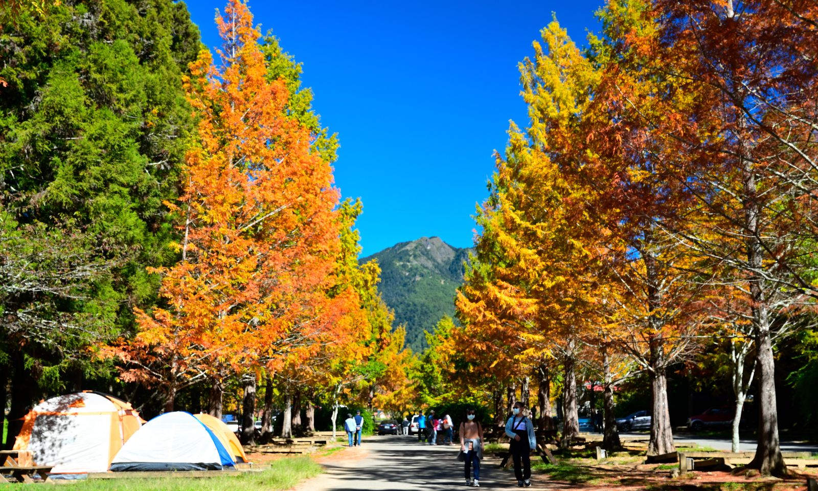 武陵農場｜在雲海與楓紅之間，走進高山永續生態樂園