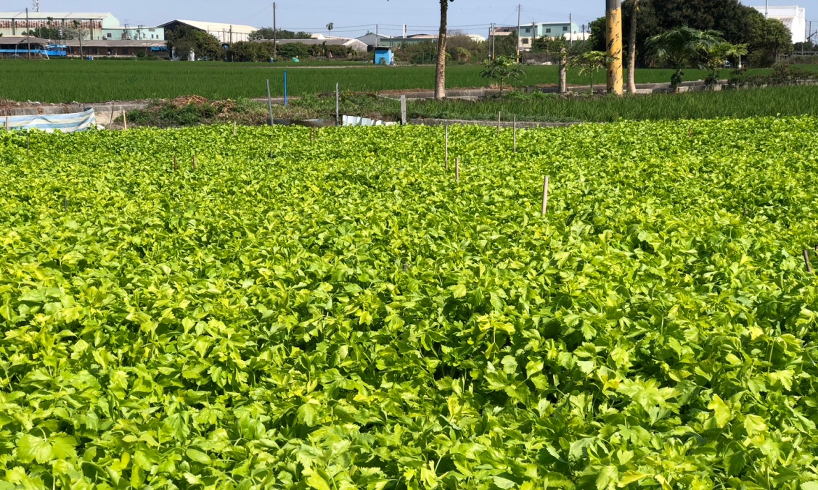 屏東新園種出全台唯一芹菜管！直擊在地農民的「厚工」栽培現場，續寫地方農業的世代傳承