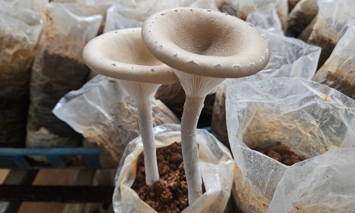 南投草屯欣隆休閒農場的香菇傳奇！鞋廠變農場，種出餐廳搶訂、清脆鮮嫩「酒杯菇」