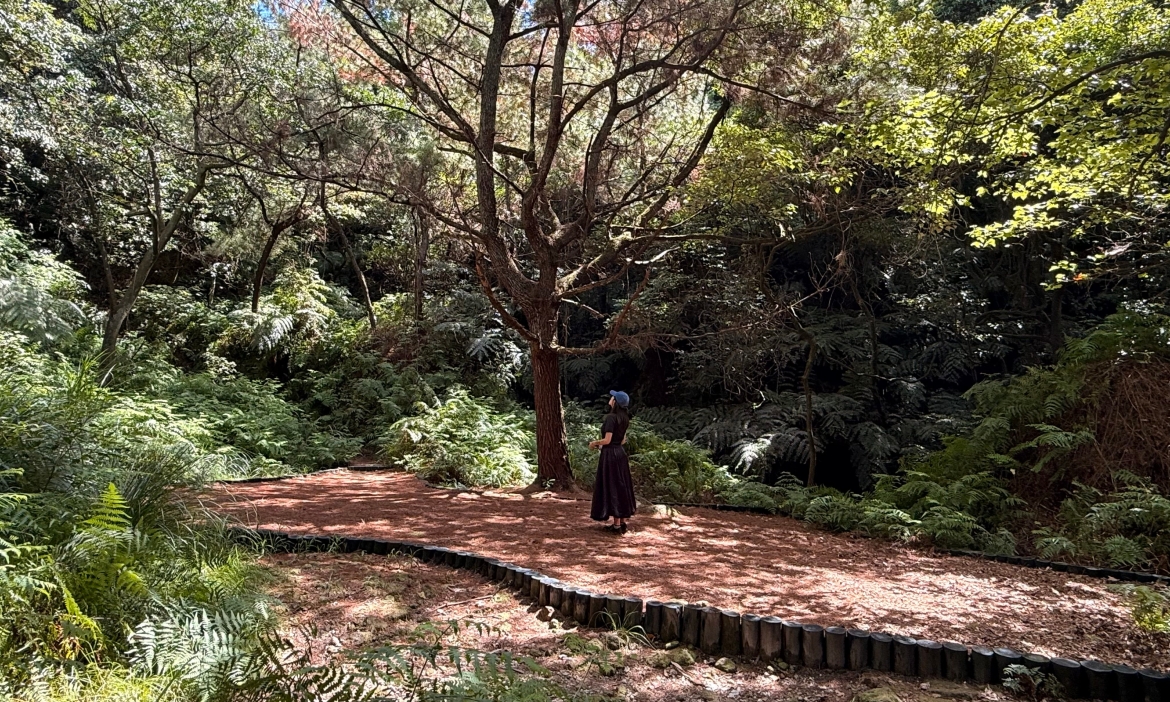 走訪台北陽明山紫明溪步道，沿著木屑小徑聽溪聲、賞楓紅，收獲一趟森林微旅行