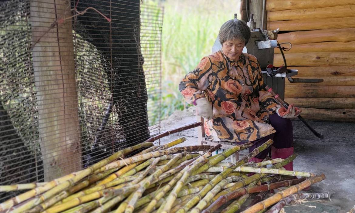 嘉義阿里山來吉部落的金黃黑糖，自然農法種甘蔗，在塔山下延續手工熬糖的堅持
