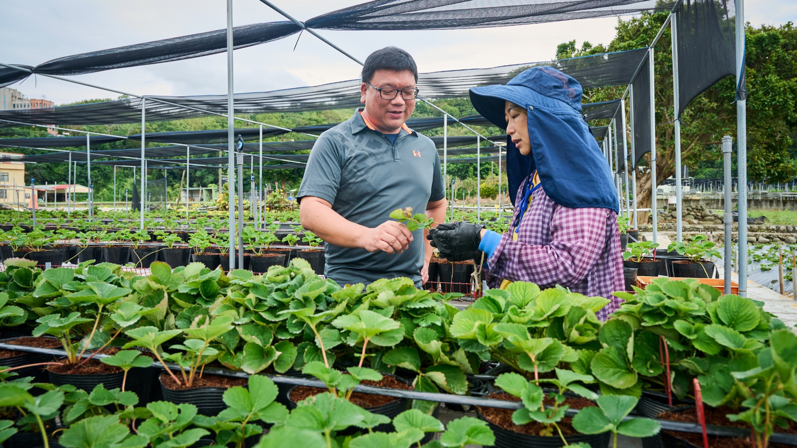 從田間到家中，植物診療師讓人人都能放心種植