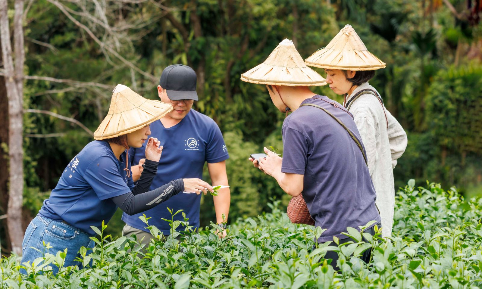 穿透雲霧的溫柔革命，鹿谷茶鄉的新生與慢旅