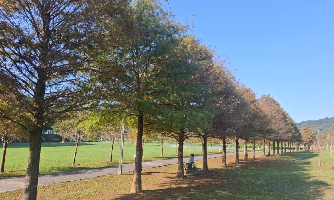 金黃落羽松水岸祕境｜新北貢寮環保公園季節限定美景，在林間感受冬日浪漫
