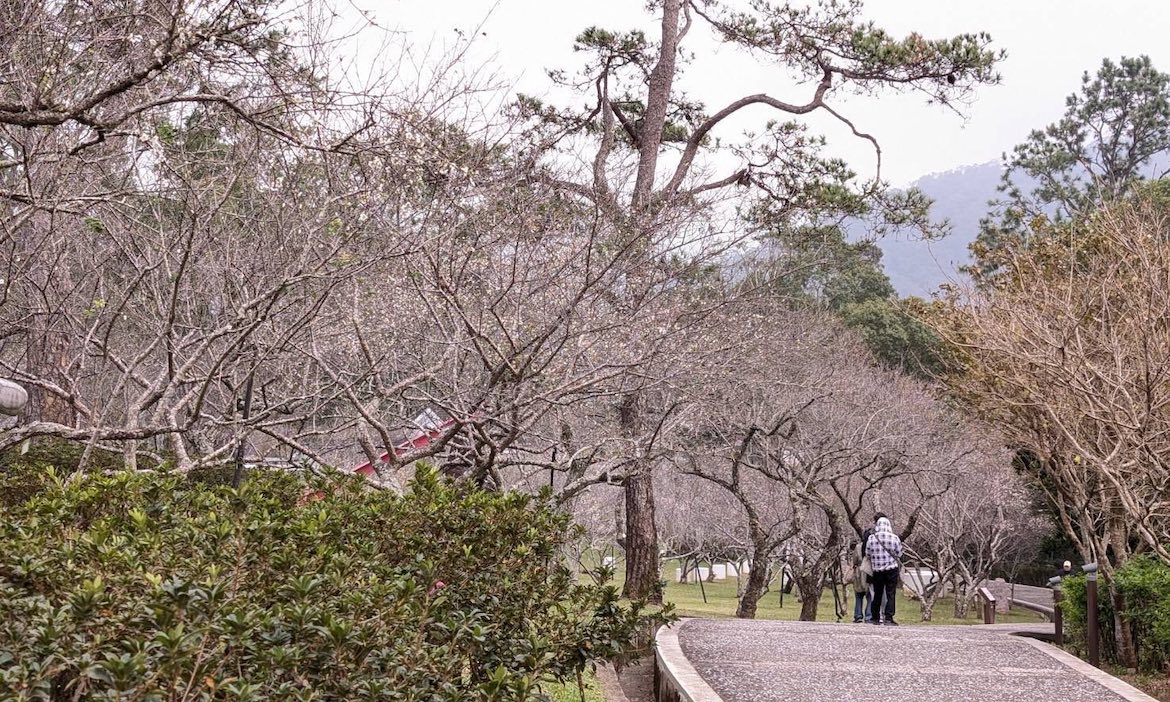 2026桃園角板山梅花季｜迎接北橫冬季的浪漫，活動亮點、優惠資訊、大眾交通方式一次看