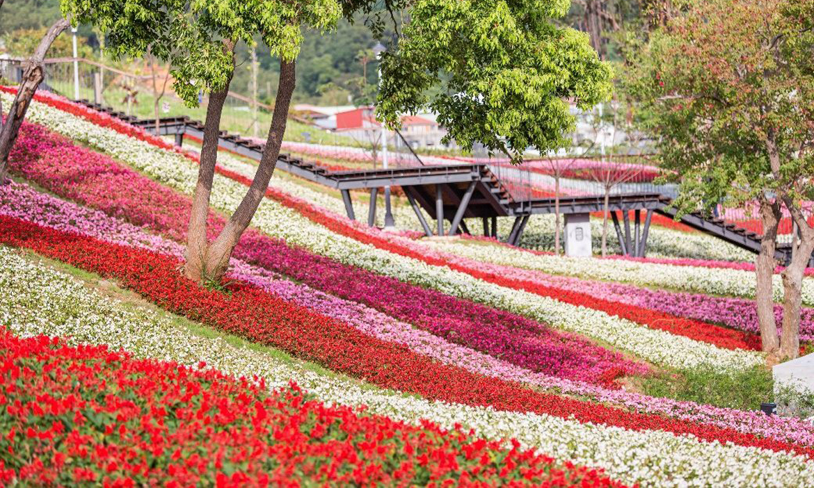 搭捷運到北投賞花！「台版富良野」三層崎花海2/11再升級，兩公園首度串聯賞花路線