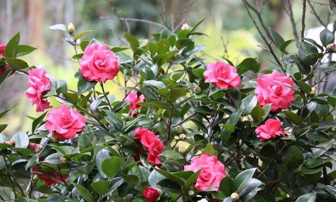 到陽明山賞花去！走進2026台北茶花展「迷霧花園」，開啟五感賞花微旅行