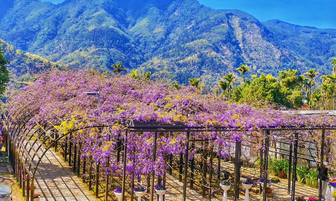 嘉義瑞里紫藤花三月浪漫綻放！春遊山城裡的紫色花廊，住宿、交通與順遊景點懶人包