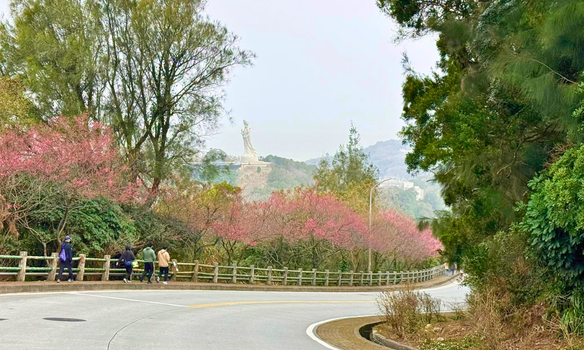 走步道看不同的馬祖南竿，登勝天公園賞春櫻、北海坑道乘船看藍眼淚，邁步體驗山海百景
