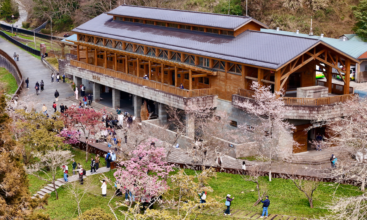 春日漫遊嘉義阿里山，到沼平車站賞櫻王、登塔山步道，在山林間遇見曾經的林業風華