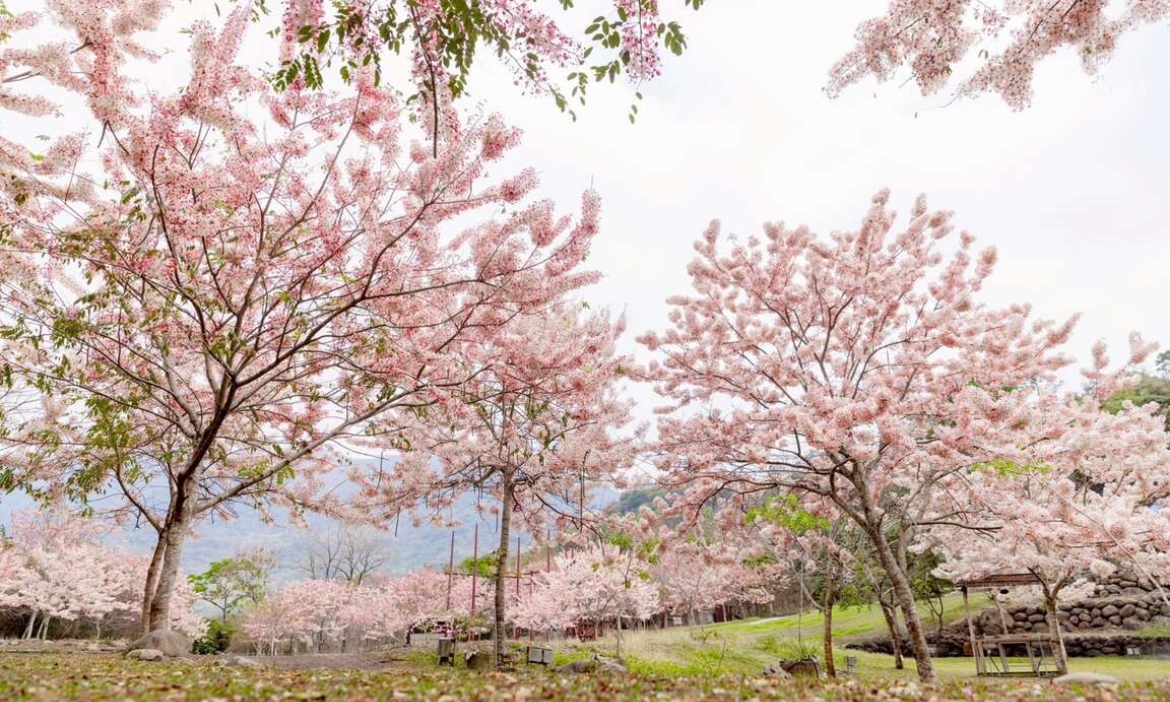 高雄六龜湯旅春遊季｜徜徉花旗木粉紅花海、泡美人湯、走訪生態秘境與山林夜遊