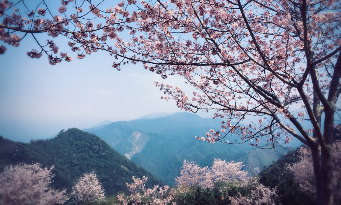 阿里山日出旅遊攻略｜登觀日平台看雲海曙光、走步道享受森林浴，順遊奮起湖與嘉義市區
