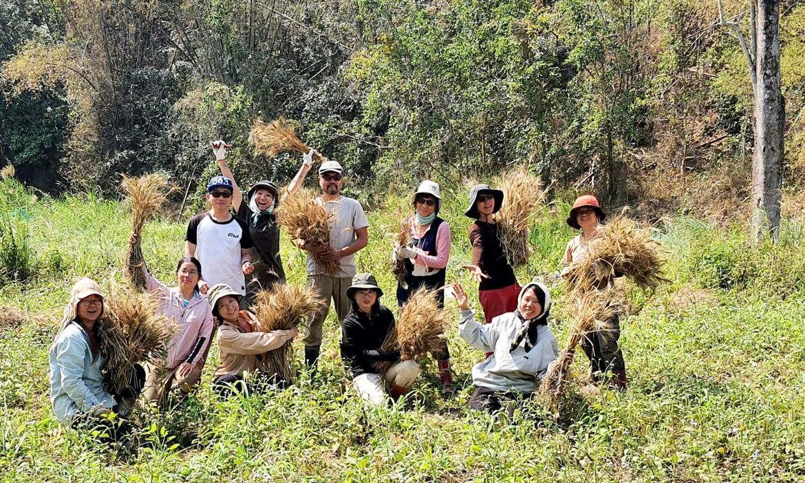 在地小麥工作隊集結！高雄美濃小農麥田號召十人收割隊，凝聚友善務農的幸福勞動力