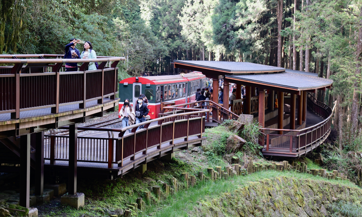 走進嘉義阿里山第三分道「神木車站」，在博物館與巨木林間，沉浸記憶裡的森山風景