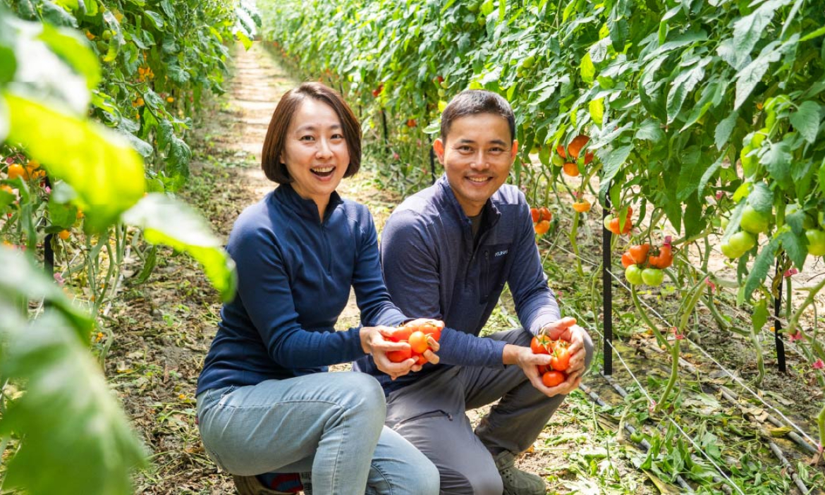 克服強風挑戰，雲林東勢夫妻檔種出環保級玉女小番茄，還讓侏儒小蒜頭與醜檸檬成為天菜