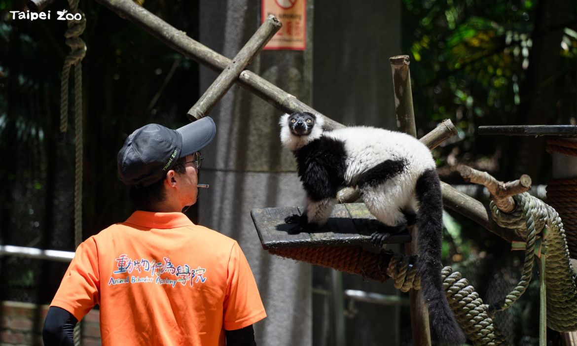 暑假夜遊動物園！台北木柵動物園週六夜間限定開放，九大園區窺探動物夜生活