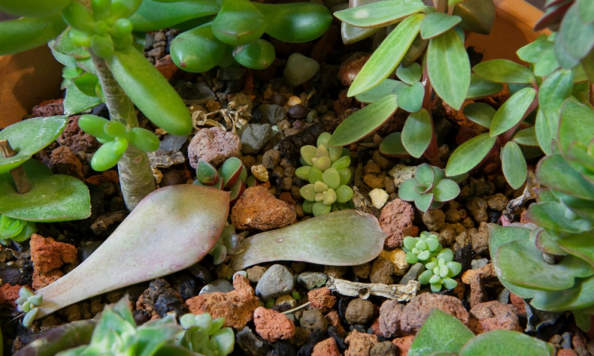 多肉植物不只可愛！自我保護、葉孵再生⋯從3種「多肉超能力」體會園藝裡的生命智慧