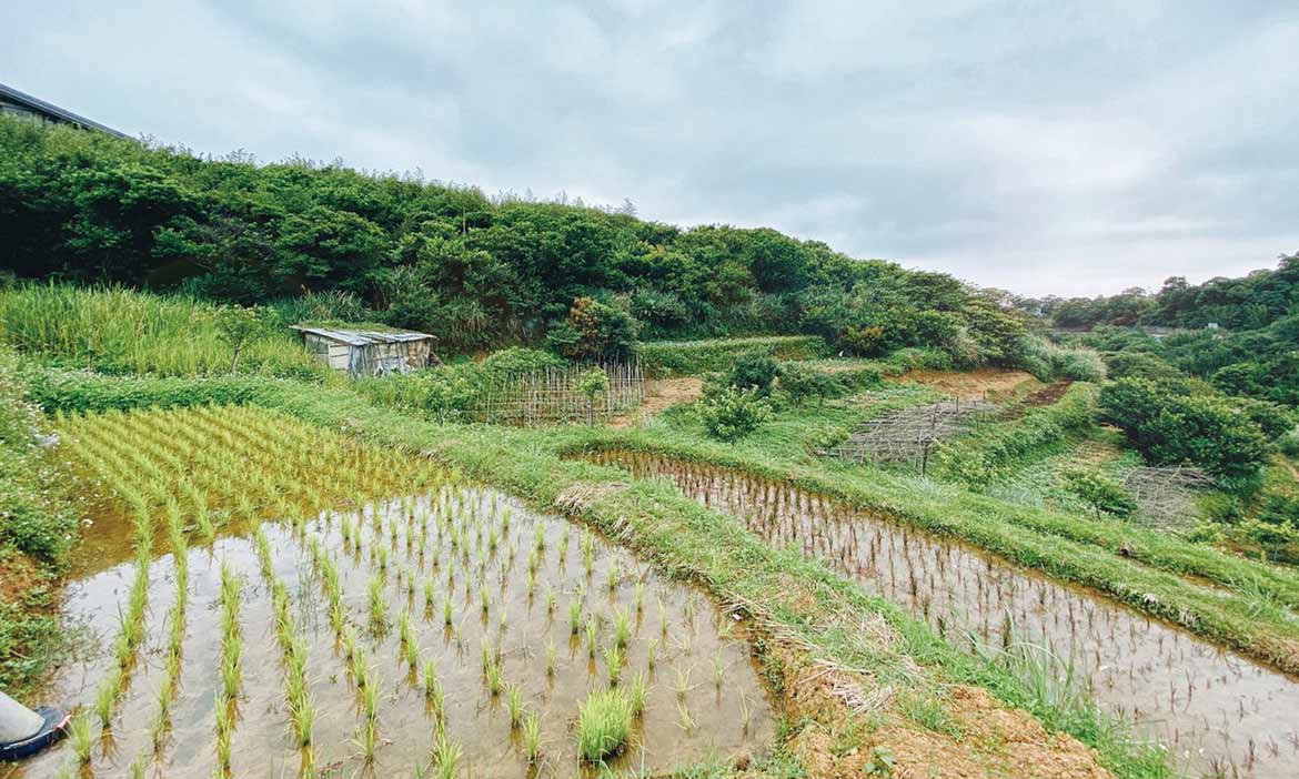 跟著城市青農王宣智，領略多樣的米文化與風景，為台北留下最後一片稻田